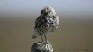BURROWING OWL | Alberta Wildlife Photography