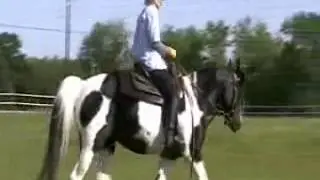 Black Tobiano Half Arabian Mare Elle