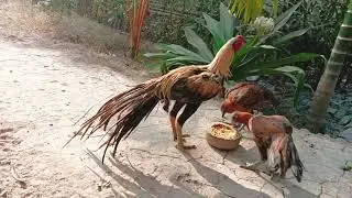 High quality murga & murgi . Beautiful colour and strong body .  9556902345