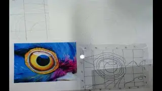 Contour Drawing: Animal Eye