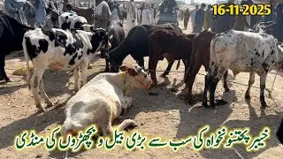 Banu Road Kohat Mandi New Updates 2025&lrm;| Kohat Maweshi Mandi | 16-11-2025