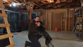 Train Your Dog to Fetch: Session 23 - Force Fetch / Trained Retrieve