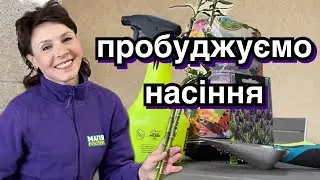 Пробуджуй насіння. Стратифікація лаванди. Сіянці хвойних.
