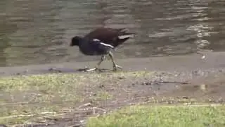 Moorhens  - Gallinula chloropus  - Akurh&aelig;na - Fuglar