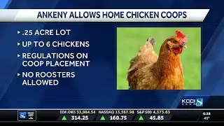 Ankeny City Council approves backyard chicken coops