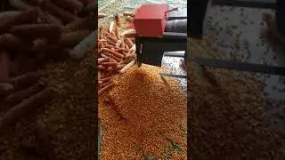 maize sheller 2.5hp | whatsapp +86 15756718812