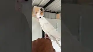 🔥Snow ☃️ New Tamed Albino Cockatiel Bird for our Aviary 🤩