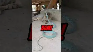 Ядовитая змея нападает на кошку