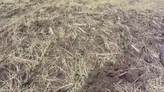 Kentucky Dirt Fishing #28 A plowed field is a good field!