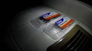Best Way to Kill Ants! | Timelapse - TERRO Liquid Ant Bait Traps - 8 hour period