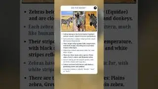 Amazing Zebra Facts You Didn&rsquo;t Know | #fact #facts #shorts