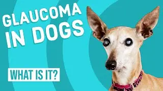 Glaucoma in Dogs