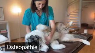 Praxis Natural Vet Care Dr. med. vet. Olga Martin Jurado