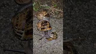 Brown Garden Snails Crawling Slowly.