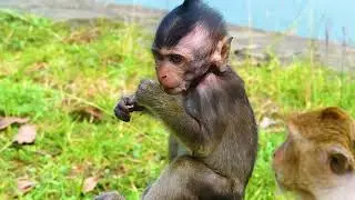 Adorable S.mart Baby Blaze l So C.ute Tinny Baby monkey
