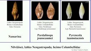 Nilvi&auml;iset, lahko Neogastropoda, heimo Columbellidae seminella elegans mollusca Mitrella Pyreneola
