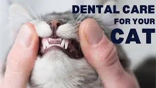 Cat Mouth issues, it could be a Dental Problem, or is it something more serious?