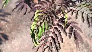 The   Summer Chocolate Mimosa Tree We Sell