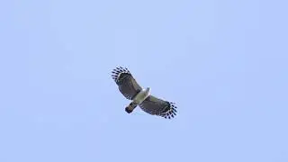 White-collared Kite (Leptodon forbesi), Pedra D'Antas R., Pernambuco, Brazil