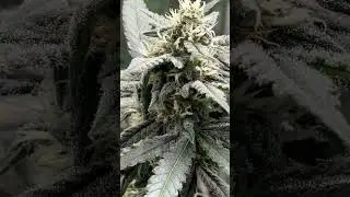 Purple kush cbd auto 🍓