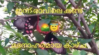 Butterfly breeding #ഇന്ന് രാവിലെ കണ്ട മനോഹരമായ കാഴ്ച 🌄🥰 #Zane's vlogs KL 08