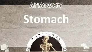 Revision of L4: Stomach; Anatomy