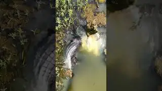 Spotted a 🐊 with my #djimini3pro #mini3provideo #viral #drone #gators #alligator #dronevideo #pond