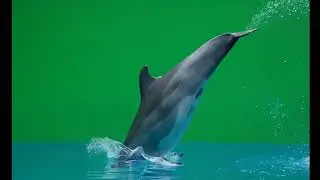 🐬 VFX Green Screen Dolphin &ndash; FREE GREEN SCREEN