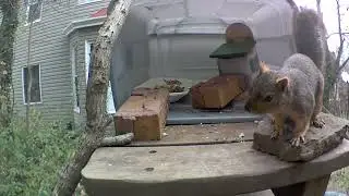 Nervous squirrel 🐿 scares himself