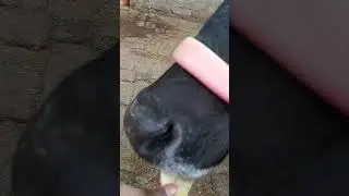 Cow eating cake