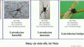 Động vật ch&acirc;n đốt, bộ Nhện chi japonica alpina vals arthropoda radiata gracilis aquatica pubescens
