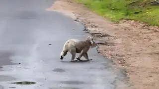Wild Koala walking