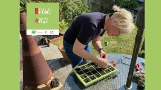 Stay at Home, Grow Your Own: Chelmsford - Tomatoes in a seed tray