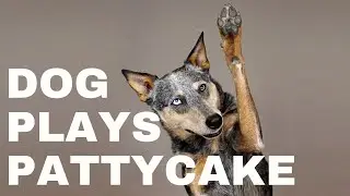 Patty Cake Genius: Kronos the Australian Cattle Dog Stuns with Incredible Game Skills
