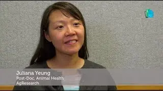 Science Media SAVVY Express: Juliana Yeung - Gut microbes in sheep