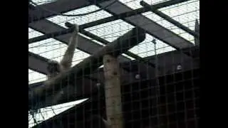 Owl and Monkey Haven