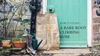 How to Plant a Bare Root Climbing Rose by David Austin Roses