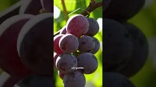 How Winemakers Outsmart Birds&mdash;Without Nets! #agriinnovation #birdcontrol #farming