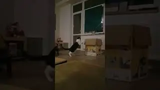#catvideos #funvideo #cat #lovelycats #funvideoforkids #funny #kitty #funnycats 😻