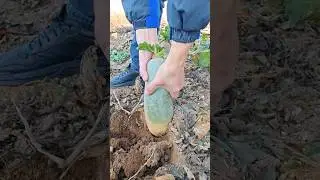 Planting green daikon radish results in Tutorial #farming #shorts