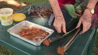 COMO FAZER REPICAGEM DO BULBO DO CALADIUM