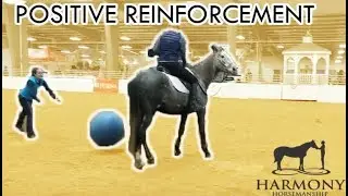 Using Treats to help Build Confidence in Horses - Positive Reinforcement
