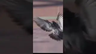 @pigeon  shorts #