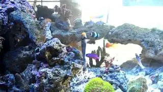 72g Bowfront Reef Tank - 2 months