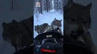 Wolf Pack Ambush on Stuck Snowmobile