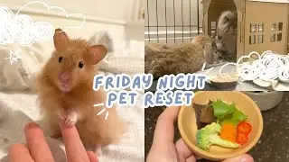 Friday night pet reset || 2 rabbits + hamster