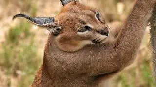 Caracal vs Ragdoll  Unexpected Wildlife Encounter! #Caracal #WildlifeEncounter #RagdollCat #Animal