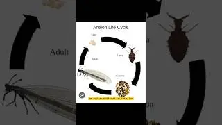 Antlion Death Trap An Antlion catches Fennel of antlion How antlion larva catch ants #shortsfeed