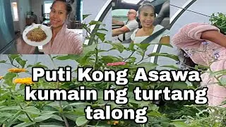 PINAY & CANADIAN COUPLE 💑) NAGHARVEST ng Talong Para sa TURTA (farm vlog)