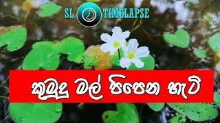 Kumudu Flower Blooming Timelapse | 60 Seconds